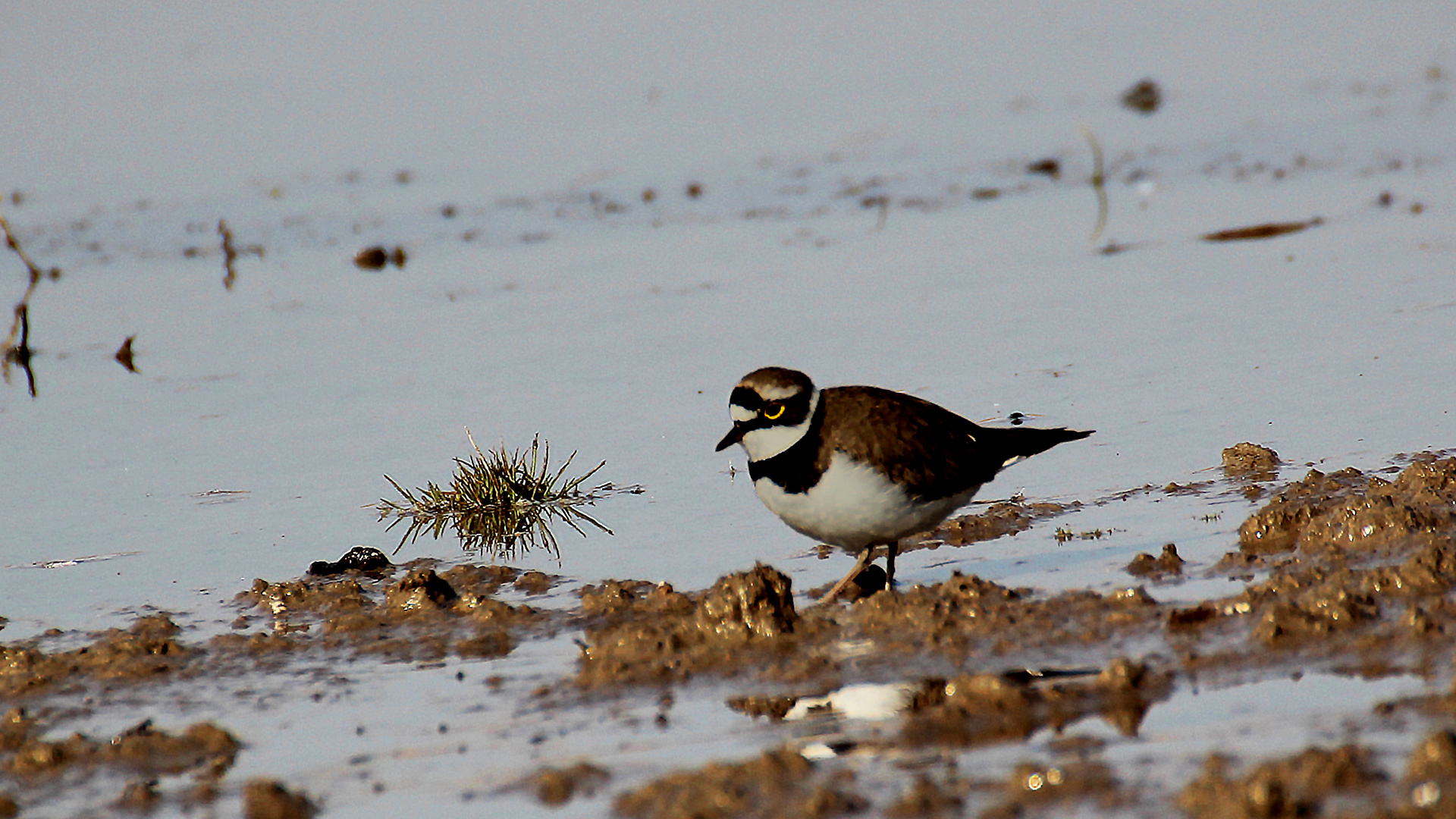 Little Ringed Plover
